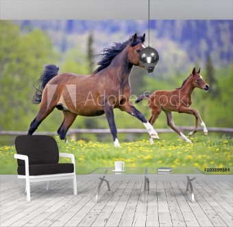 Picture of Bay Mare Horse  and Foal galloping together in spring meadow